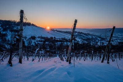 Sunrise in vineyard landscape winter snow and morning sun
