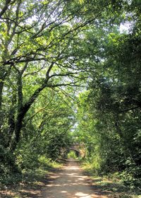 Narrow pathway along trees in park