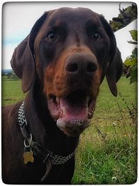 Close-up portrait of dog