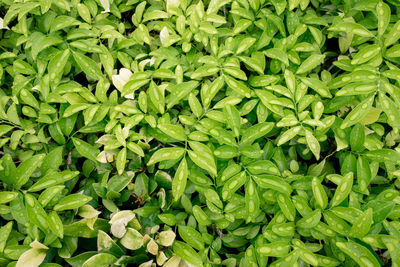 Full frame shot of wet plants during rainy season