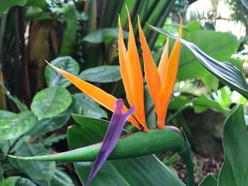 Close-up of orange flowering plant