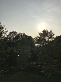 Trees in forest against sky