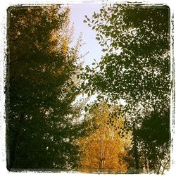 Low angle view of trees in forest