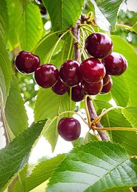 Close-up of cherries growing on tree