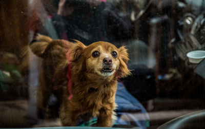Portrait of dog looking at glass window