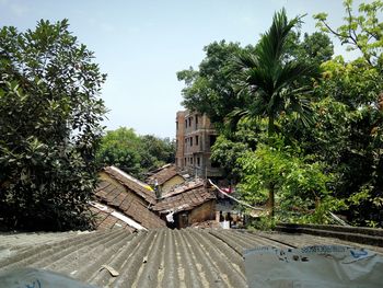 Plants growing on tree trunk