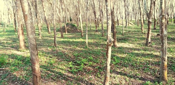 View of trees in forest