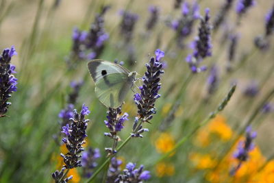 Close-up of butterfly pollinating on purple flowering plant