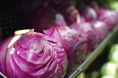 Close-up of pink rose flower