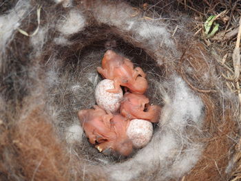 Close-up of eggs in nest