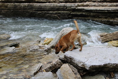 Dog standing on rock