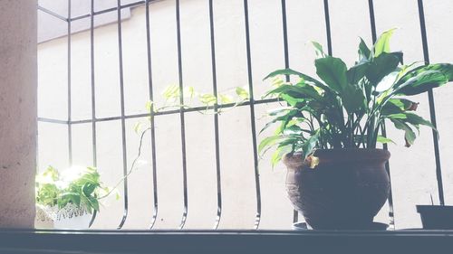 Potted plant on window sill