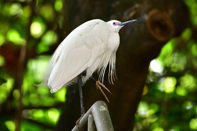 Close-up of bird