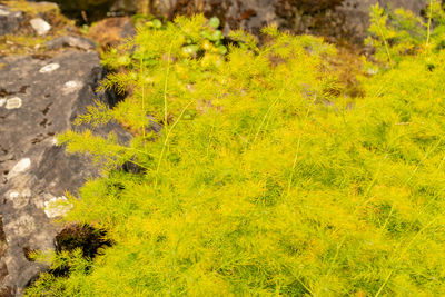 yellow