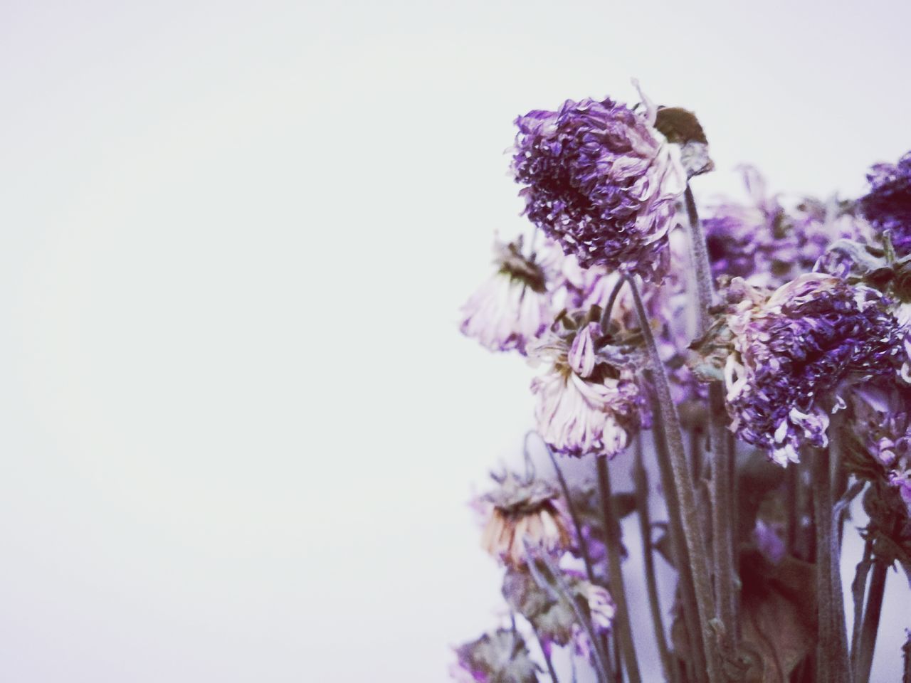 CLOSE-UP OF FRESH PURPLE FLOWERS ON TREE