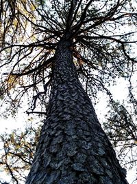 Low angle view of tree in forest against sky