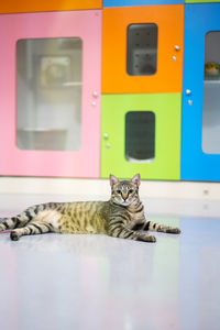 Portrait of a cat in the daycare center