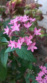 Close-up of pink flowers blooming outdoors