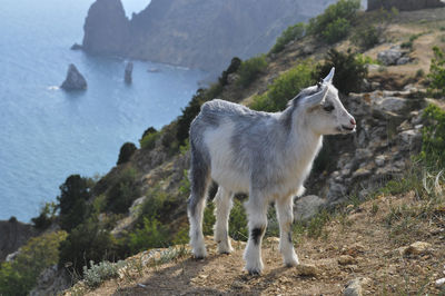 Kid goat standing on cliff against sea