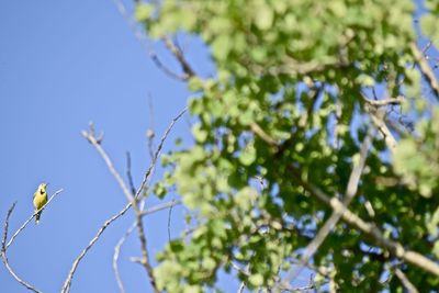 Low angle view of plants against blue sky