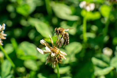 Close-up of bee pollinating on flower