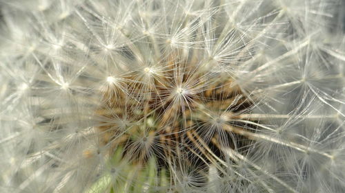 Macro shot of dandelion flower