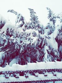 Snow covered trees against sky