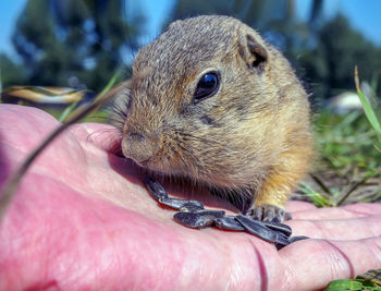 Feeding gophers by human at wild nature. gopher is eating from human hand.