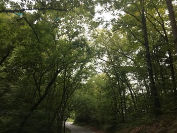 Trees in forest