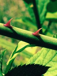 Close-up of lizard on plant