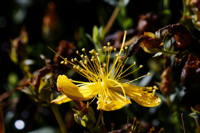 Hypericum  flower