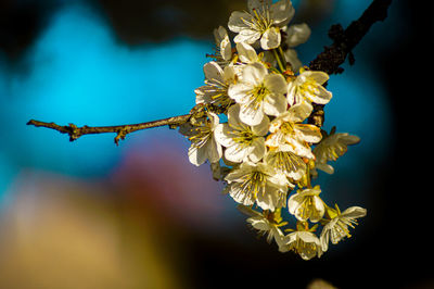 Close-up of cherry blossoms in spring