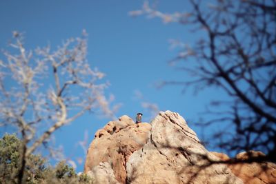 Low angle view of bird perching on rock