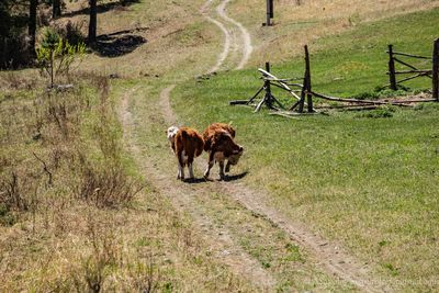 Horse standing in a field