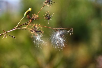 Close-up of wilted dandelion flower