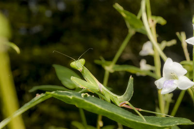 Close-up of insect on leaf