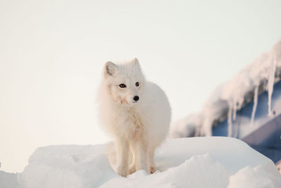 Arctic stands sits in the snow near the house