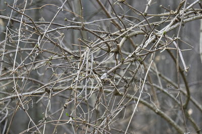 Close-up of dried plant