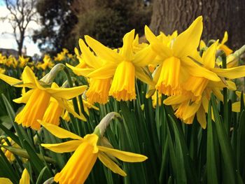 Close-up of yellow flower