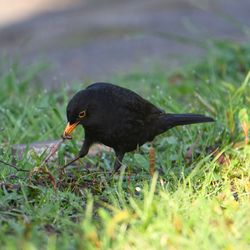 Close-up of bird perching on grass