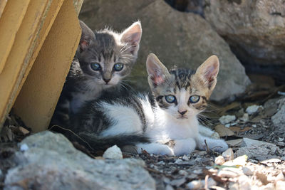 Portrait of cats on rock