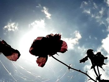 Low angle view of silhouette flowering plants against sky