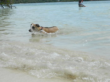 Dog running in water