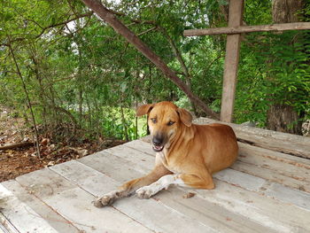 Dog sitting on wood against trees