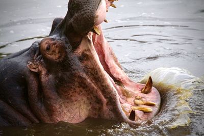 View of hippo swimming in lake