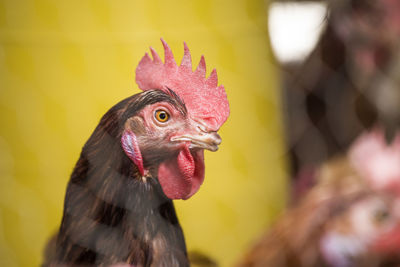 Portrait of chicken head and face at organic chicken farm.