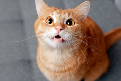 A ginger cat with large round eyes shows its teeth. the cat looks attentively and warily. 