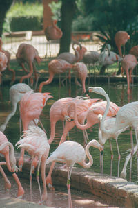 Flamingos in zoo