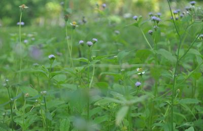 Close-up of plants growing outdoors