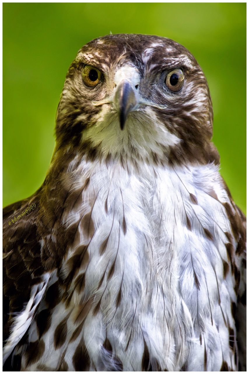 animal themes, bird, one animal, animals in the wild, wildlife, beak, close-up, bird of prey, focus on foreground, animal head, owl, nature, looking away, feather, side view, portrait, perching, no people, day, outdoors